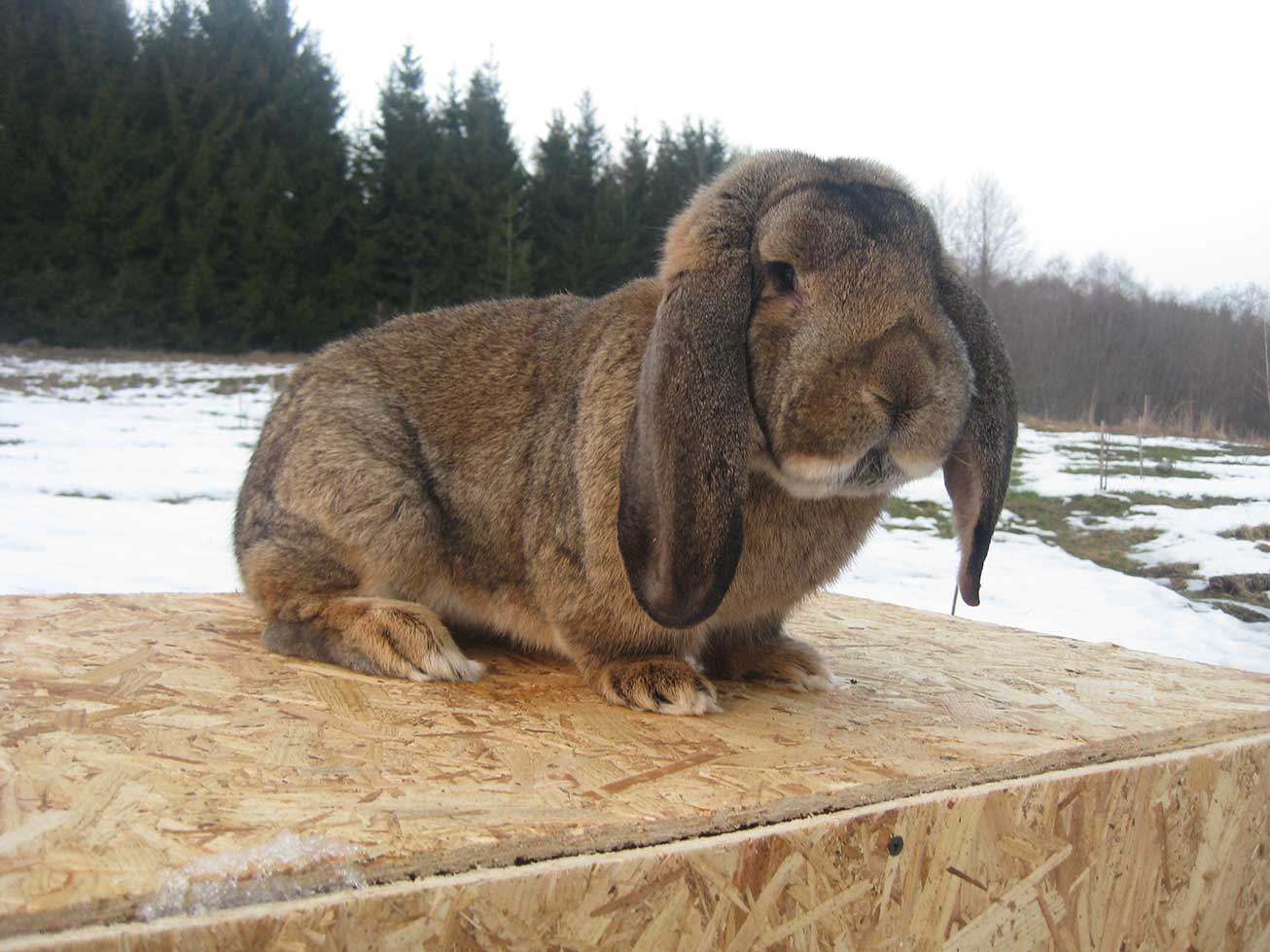 THE FRENCH SHEEP RABBIT 